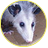 Opossum
