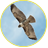 NightFalcon
