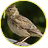 Skow_