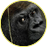Nikolas_